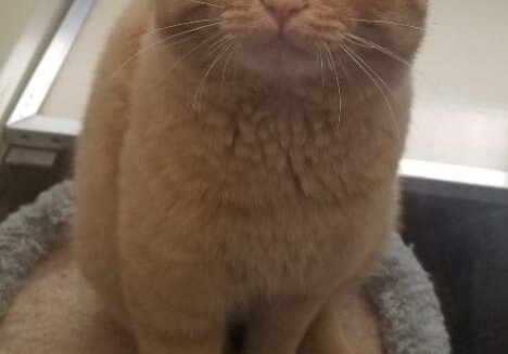 An orange tabby cat sitting on top of a bed.