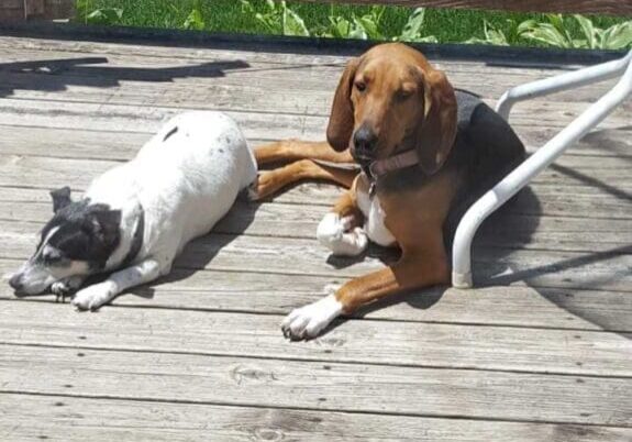 Two dogs laying on a wooden deck.