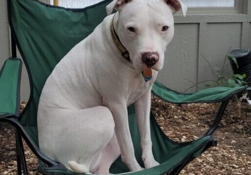 A white dog sitting in a green lawn chair.