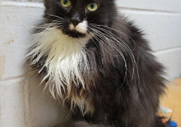 A black and white cat sitting on a brick wall.