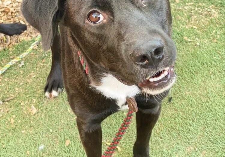 A black dog on a leash standing on grass.