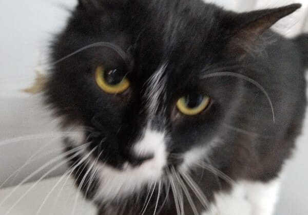 A black and white cat standing on top of a table.