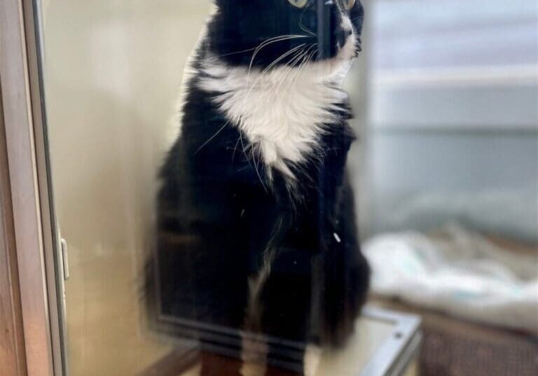 A black and white cat sitting in a glass cage.