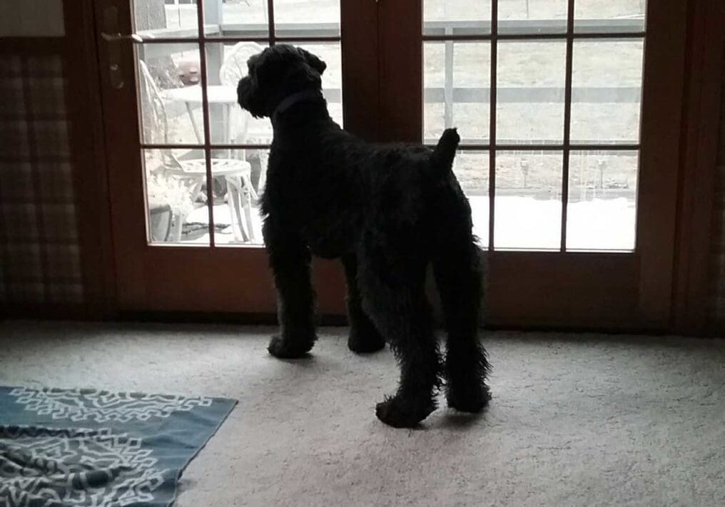 A black dog standing in front of a door looking out.