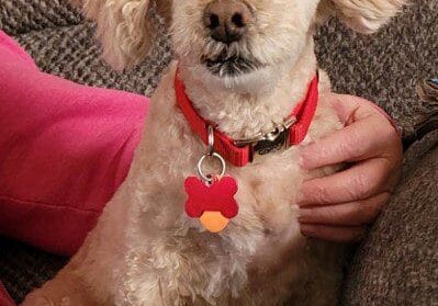 A dog with a red collar sitting on a couch.