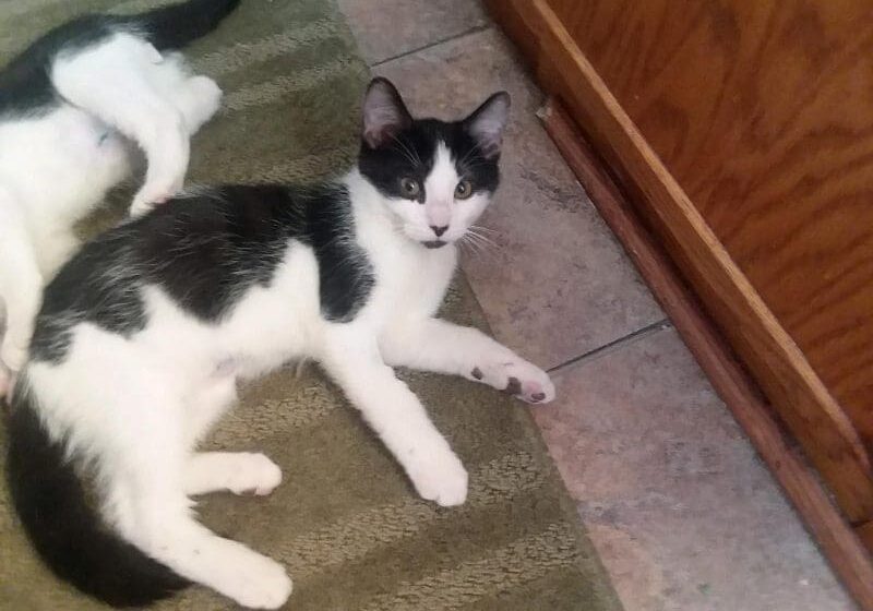 Two black and white cats laying on the floor.