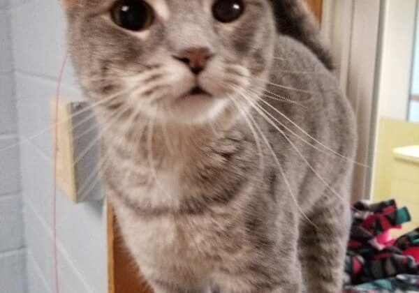 A gray cat standing on top of a shelf.