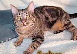 A tabby cat laying on a blanket with the word jackson written on it.