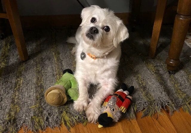 A white dog sitting on a rug with stuffed animals.