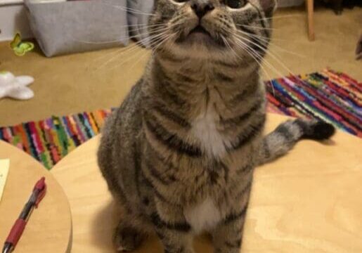 A cat sitting on a table in a living room.