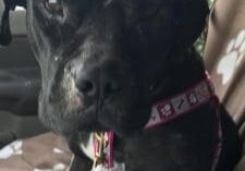 A black dog sitting in the back seat of a car.