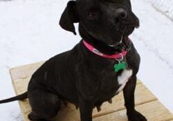 A black dog sitting on a wooden bench in the snow.