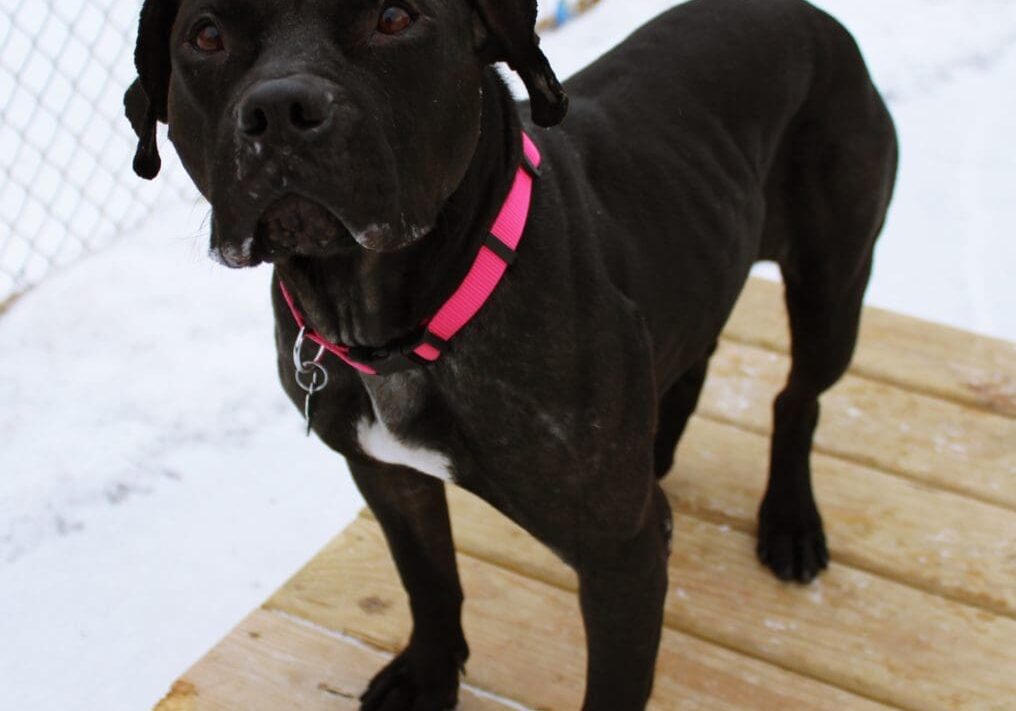 A black dog standing on a wooden bench in the snow.