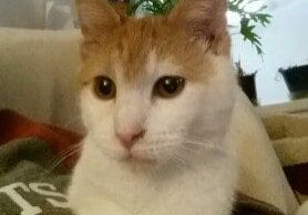 An orange and white cat sitting on a person's lap.