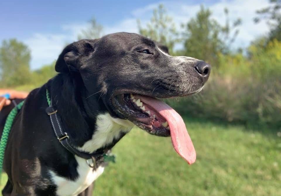 A black and white dog with his tongue out.