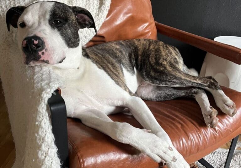 Dog resting on a brown leather chair.