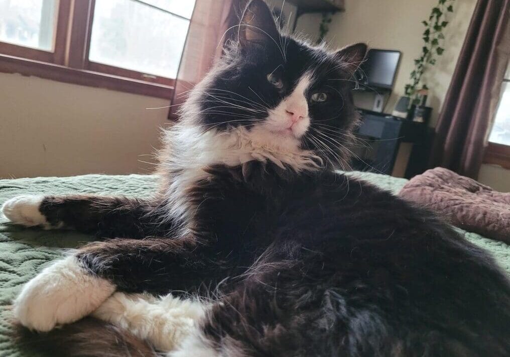 Black and white cat relaxing on bed.