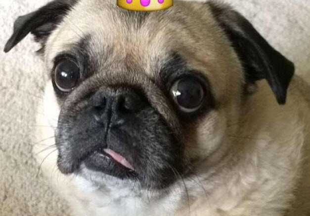 A pug dog wearing a crown.