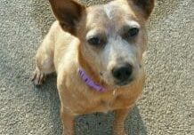 A small brown dog with a purple collar sitting on the ground.