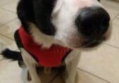 A black and white dog wearing a red vest in a kitchen.