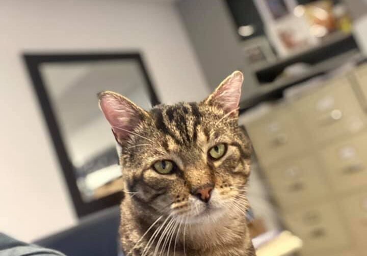 A cat sitting on a person's lap in an office.