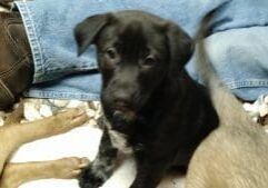 Black labrador retriever mixed breed puppy for adoption in san diego, california.