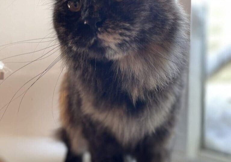 Calico cat standing on windowsill.