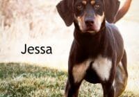 A black and tan dog standing in the grass with the word jessa.