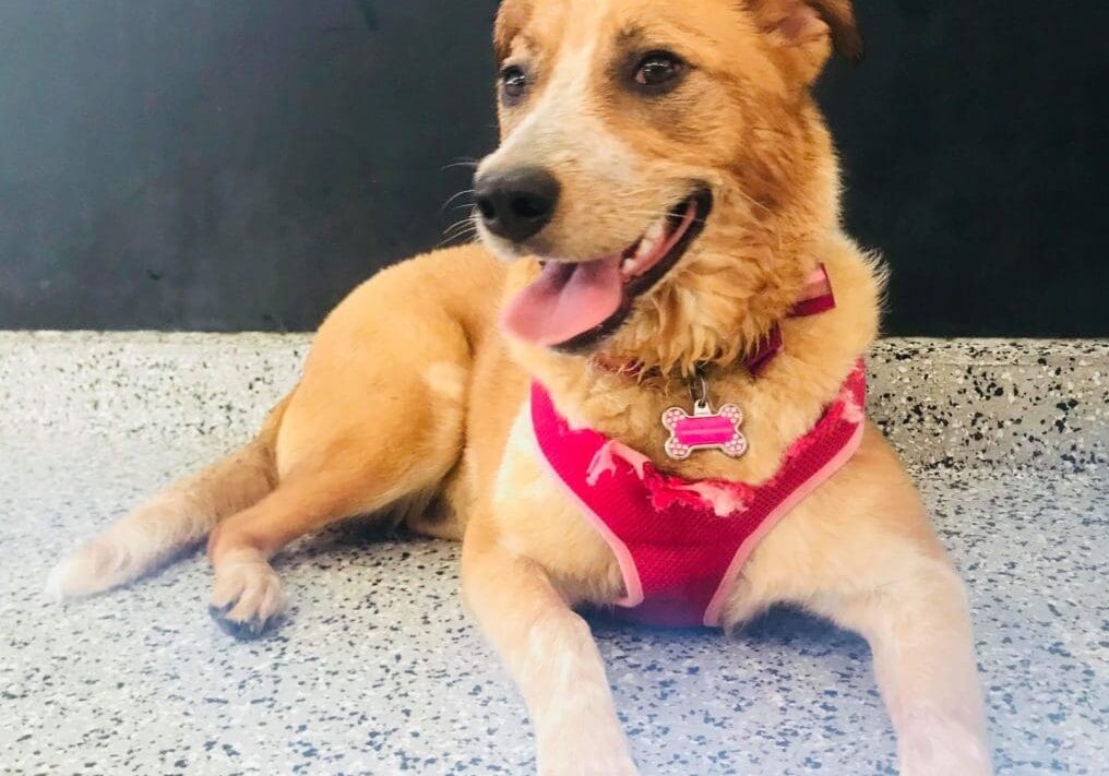 Smiling dog wearing pink harness.