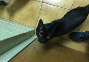 A black cat standing next to a dog on a tiled floor.