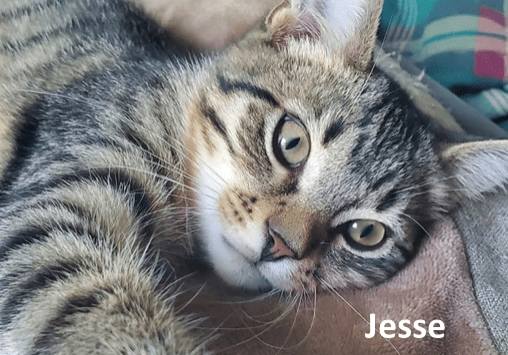 A cat laying on a couch with the text jesse.