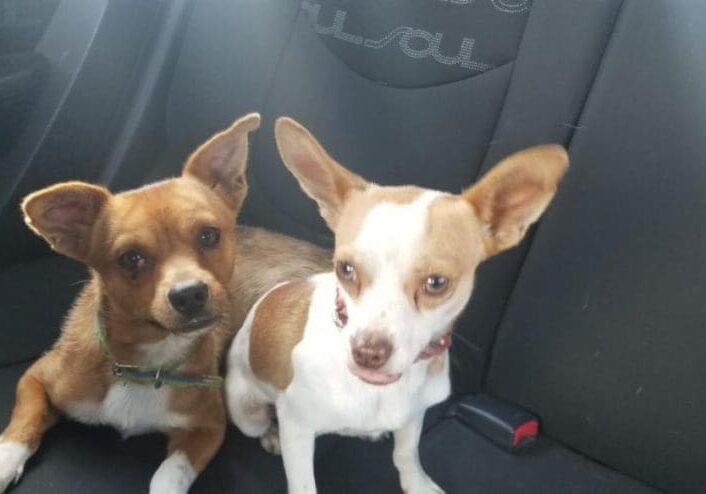 Two small dogs sitting in a car seat.