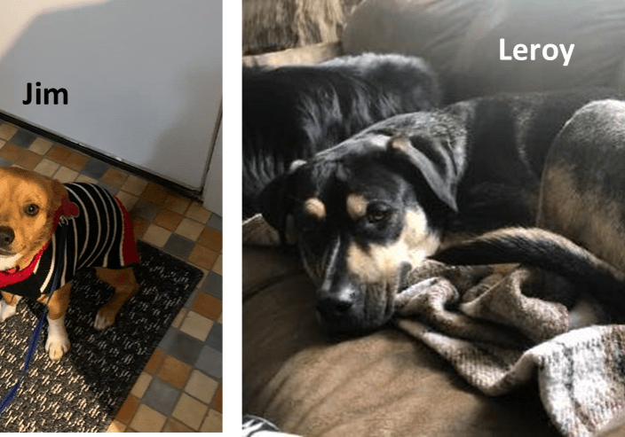 Two pictures of a dog and a cat with the words jim and leroy.