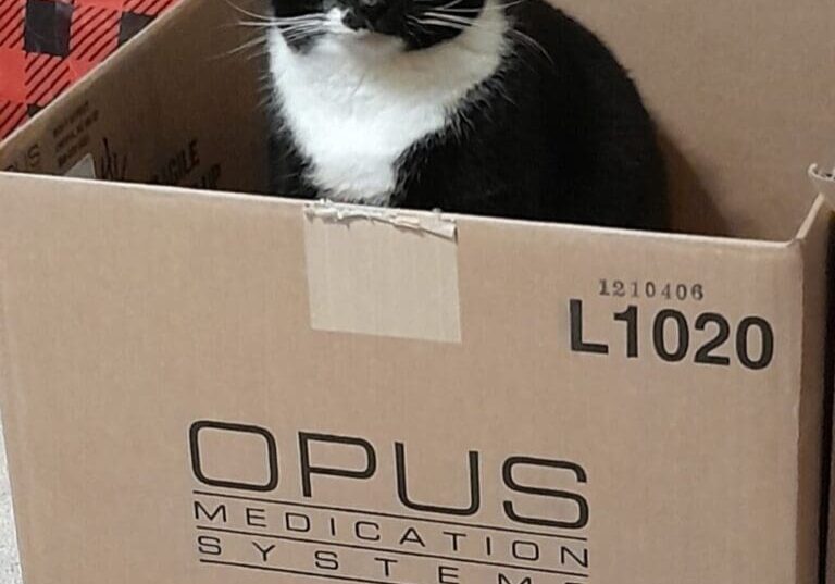 A black and white cat sitting in a cardboard box.