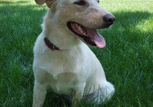 A white dog sitting in the grass.