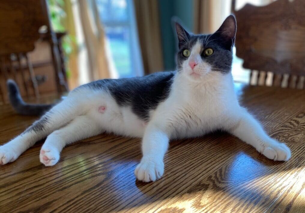 A black and white cat laying on a wooden table.