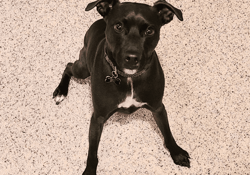 A black dog sitting on the floor.