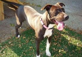 A brown and white dog standing in the grass.