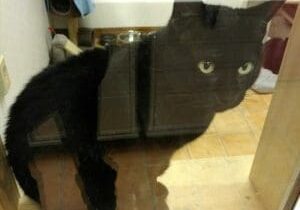 A black cat sitting in a glass door.