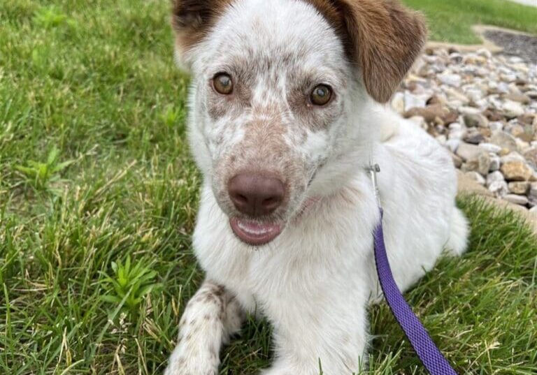 White and brown spotted dog on leash.