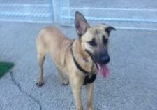 A brown dog standing next to a chain link fence.