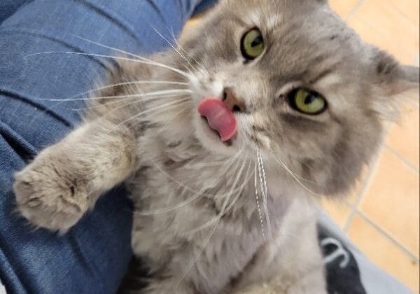 A gray cat is sitting on a person's lap.