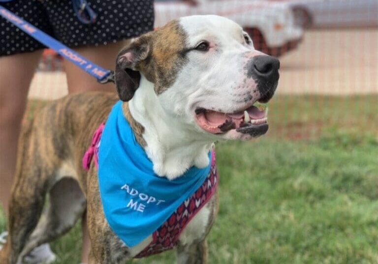 Smiling brindle dog wearing "Adopt Me" bandana.