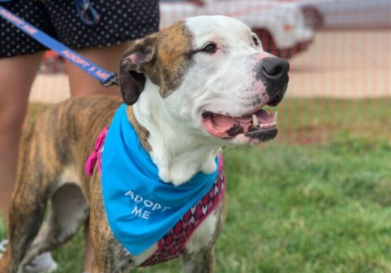 A dog wearing a blue bandana on a leash.