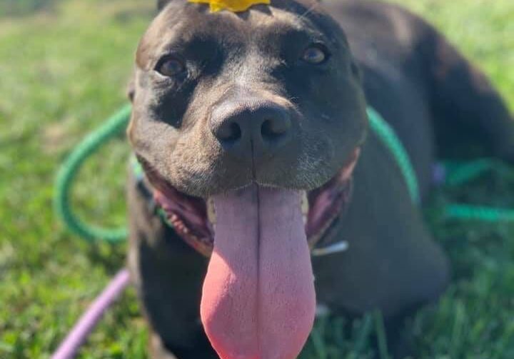 Person, an adoptable pit bull terrier & chihuahua mix in cleveland, oh.