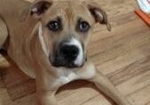 A brown and white dog laying on a hardwood floor.