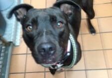 A black dog standing in a kitchen looking at the camera.