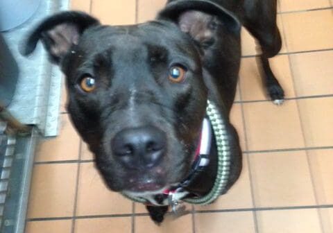 A black dog standing in front of a tiled floor.