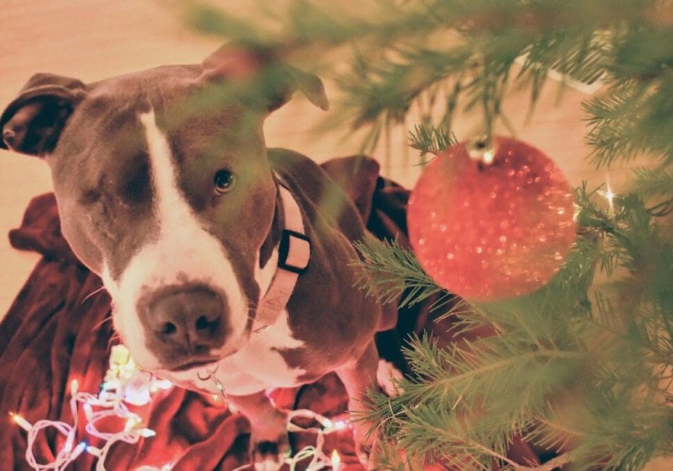 Dog looking up at Christmas tree ornament.