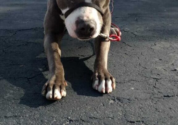 A pit bull dog standing on a parking lot.